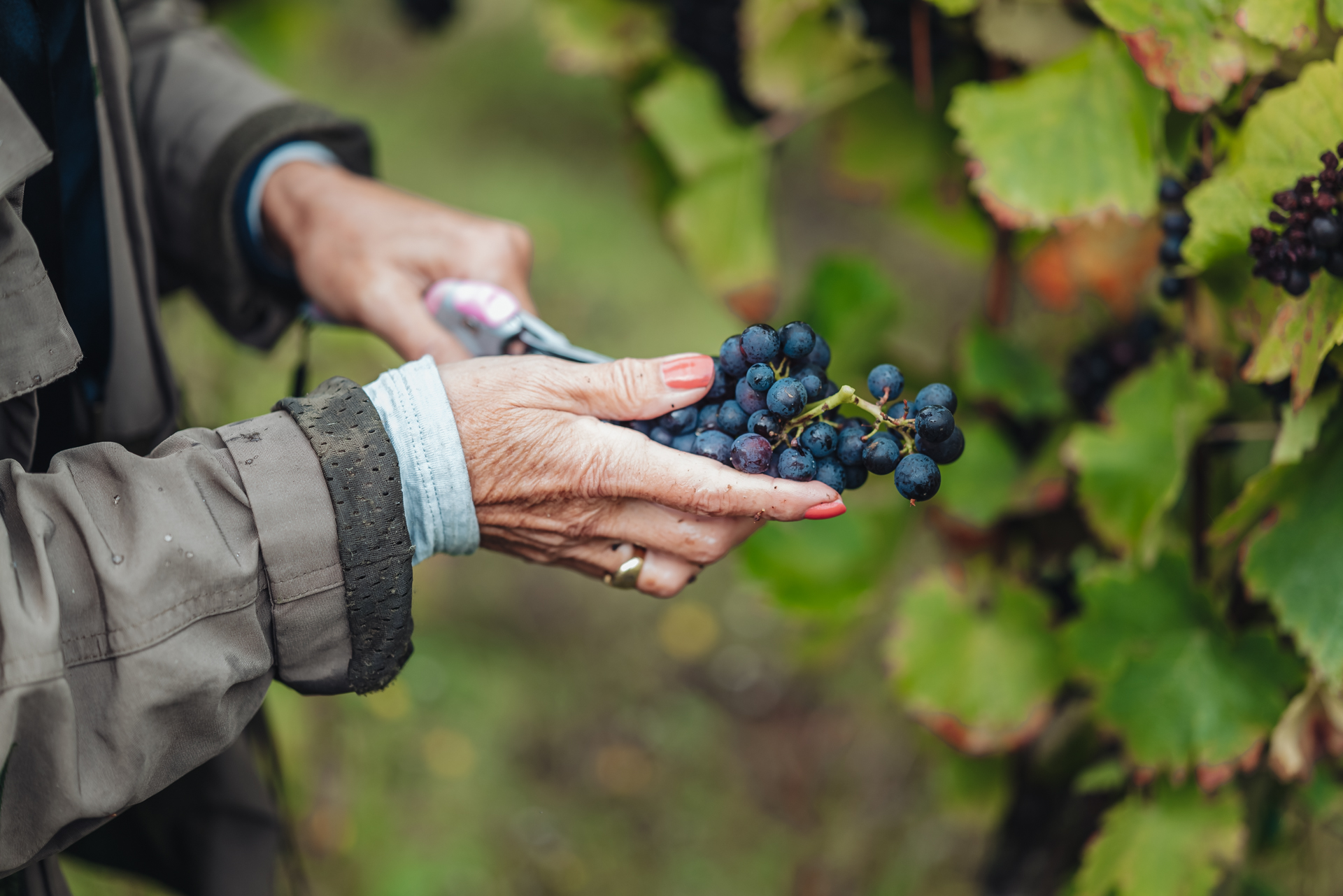 Vendanges dans les vignes de la Moselle luxembourgeoise